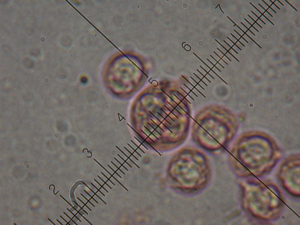 Novit� per .... me : QUIZZZZ